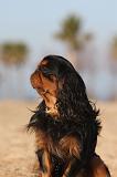 KING CHARLES SPANIEL 033